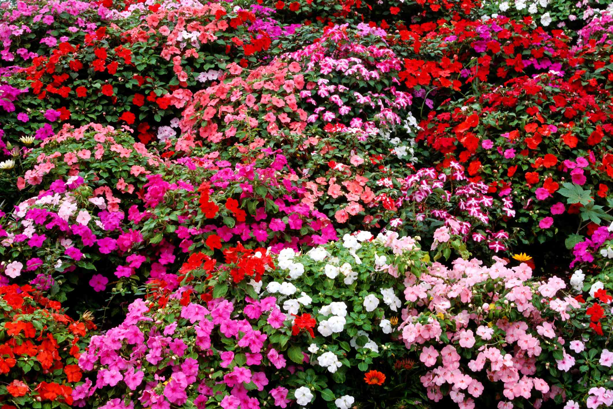 Bare garden spots? These 12 plants fill in fast and deliver full ...