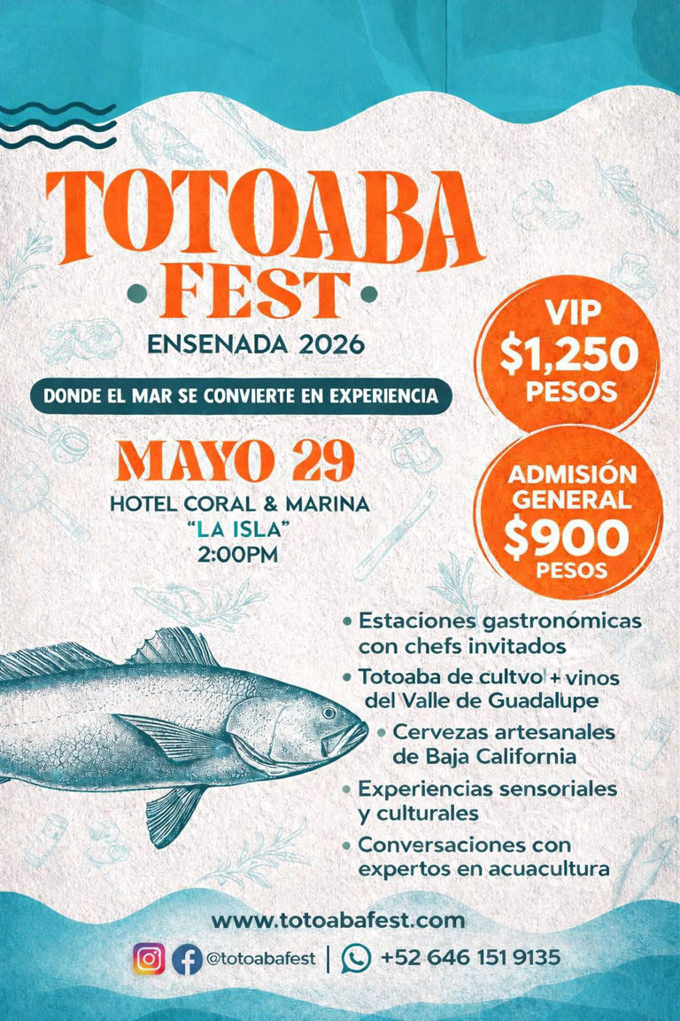 Totoaba: The fish behind Baja California’s identity and Ensenada’s ...