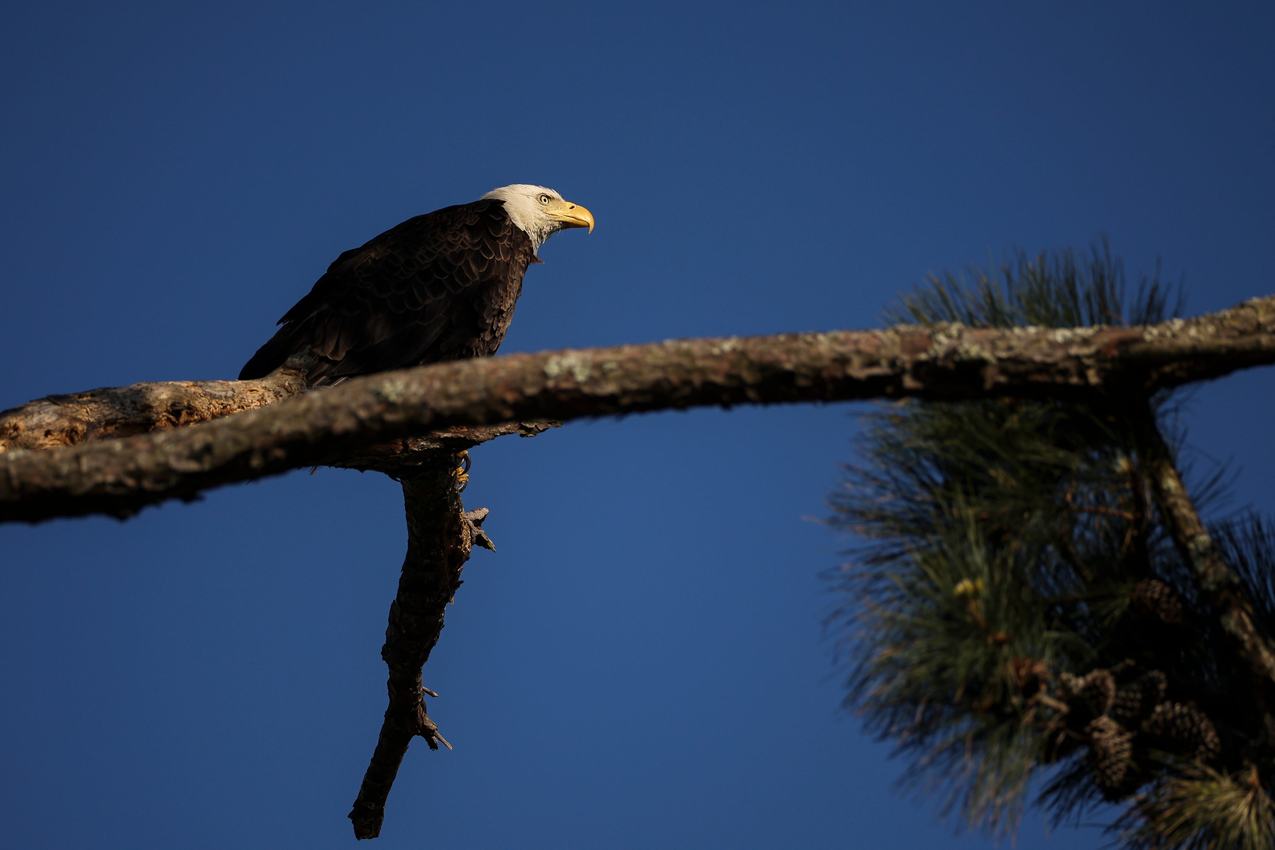 A bald eagle is seen on the 8th hole during the second round of the Club Car Championship at The Landings Golf &amp; Athletic Club on March 27, 2026 in Savannah, Georgia. (Photo by James Gilbert/Getty Images)