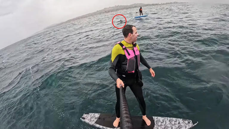 Foil surfer is hunted by massive shark off Santa Barbara: 'It's coming ...