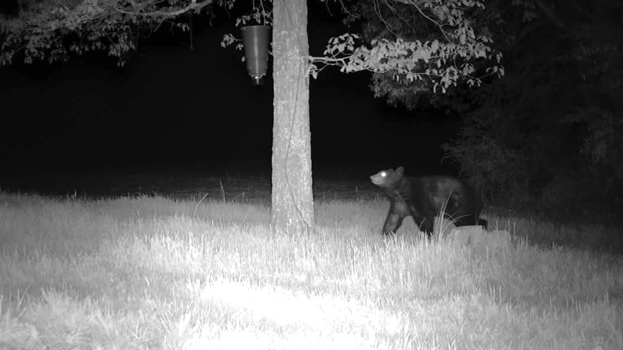 Nearly one year since last sighting, a new black bear appears in rural ...
