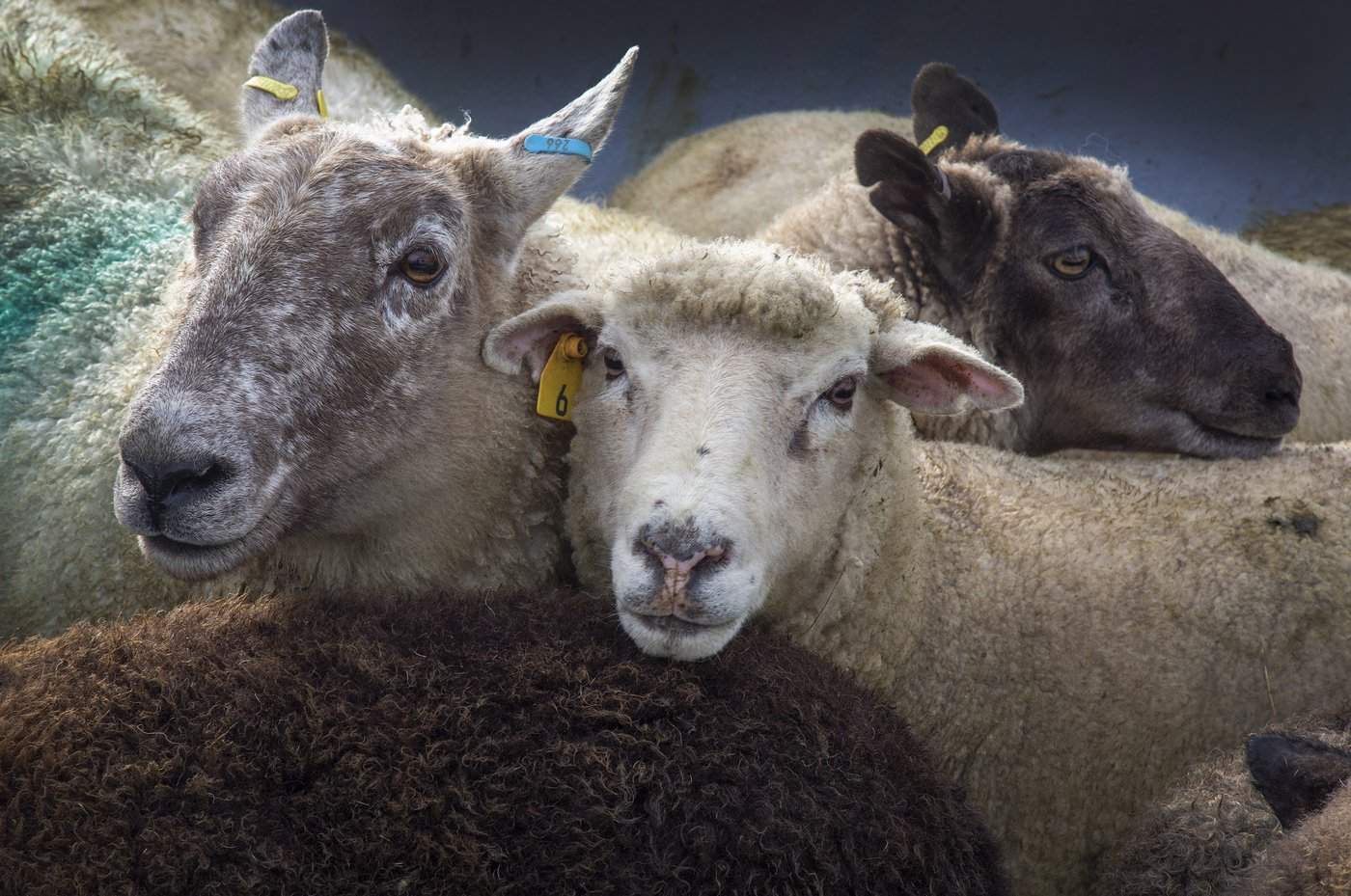 BC to allow killing of abandoned domestic sheep to protect the wild animals