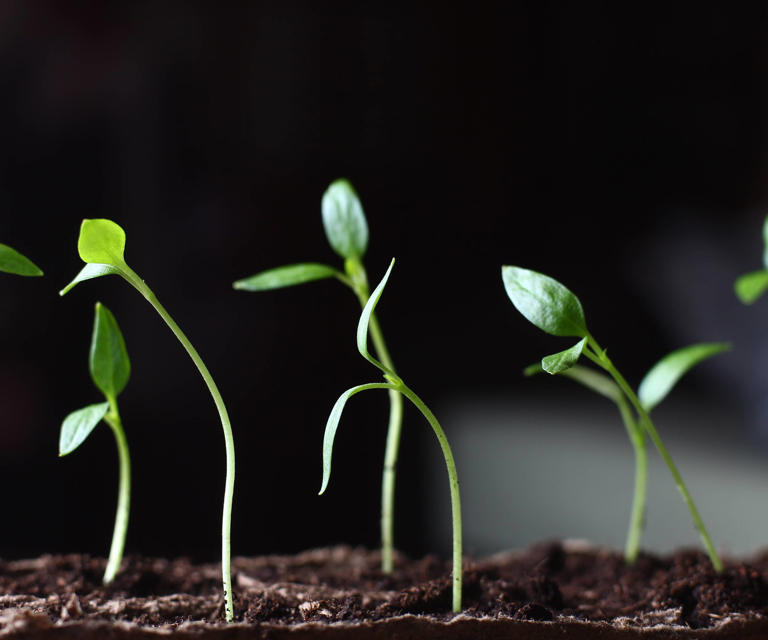 Watch out for leggy seedlings – here's how to save the ones that are ...