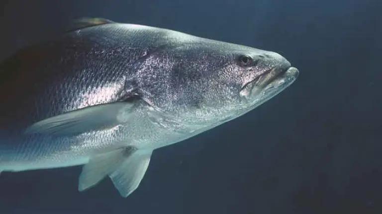 Totoaba: The fish behind Baja California’s identity and Ensenada’s ...