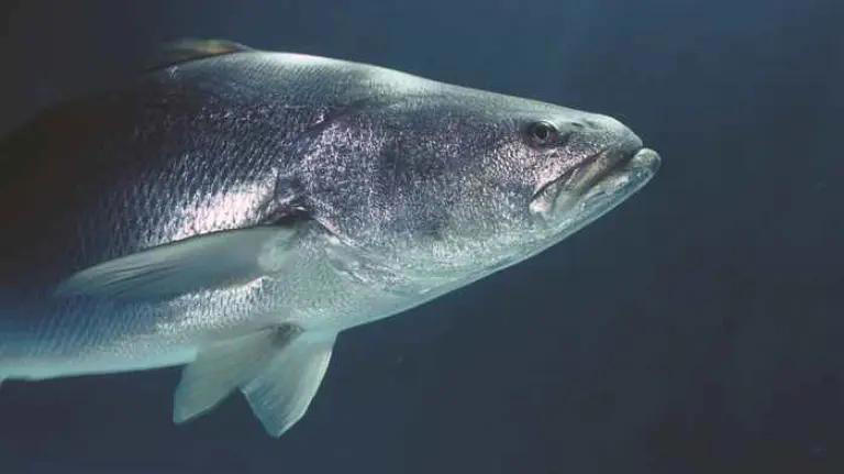 Totoaba: The fish behind Baja California’s identity and Ensenada’s ...