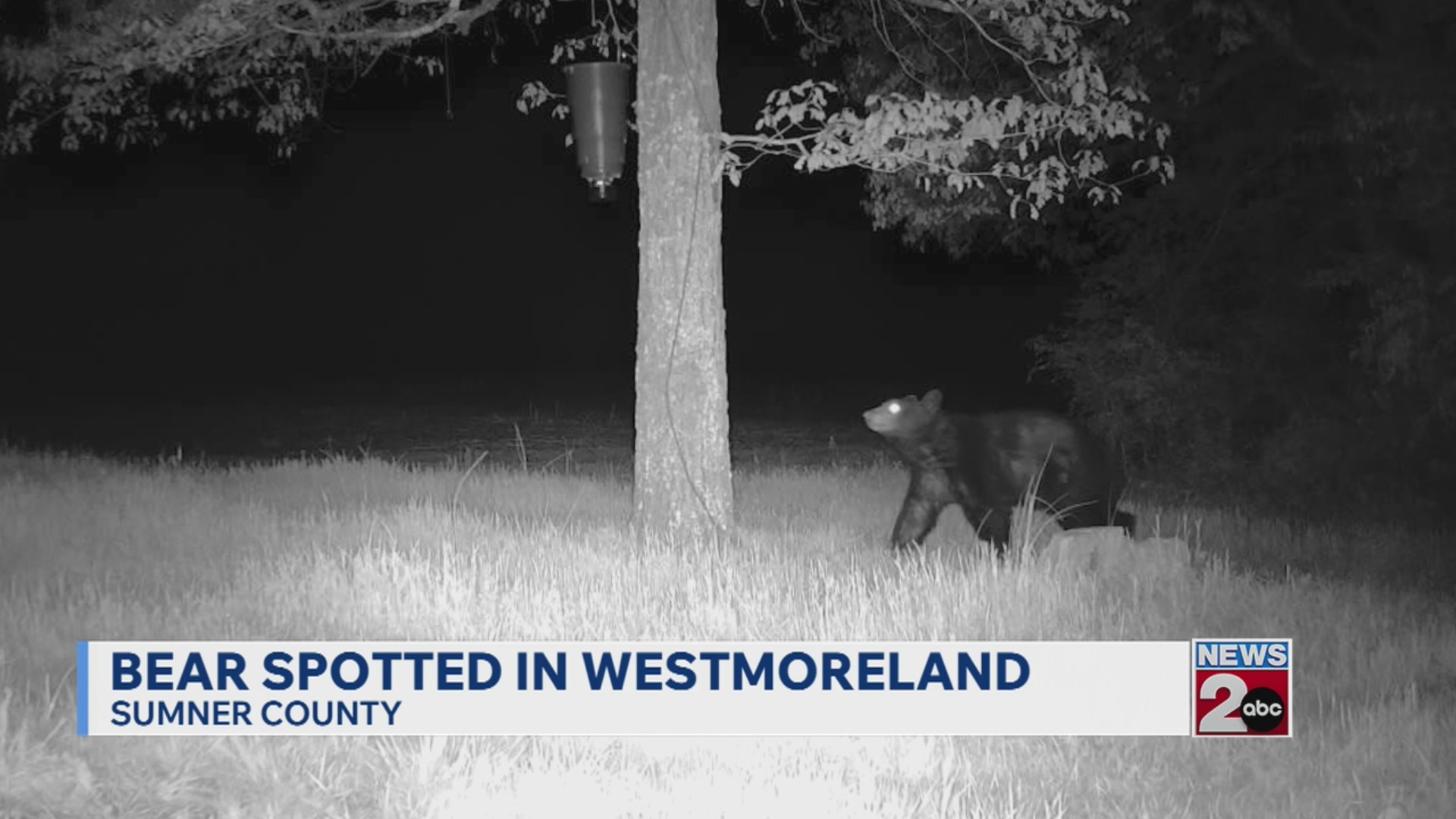 Bear spotted in Westmoreland