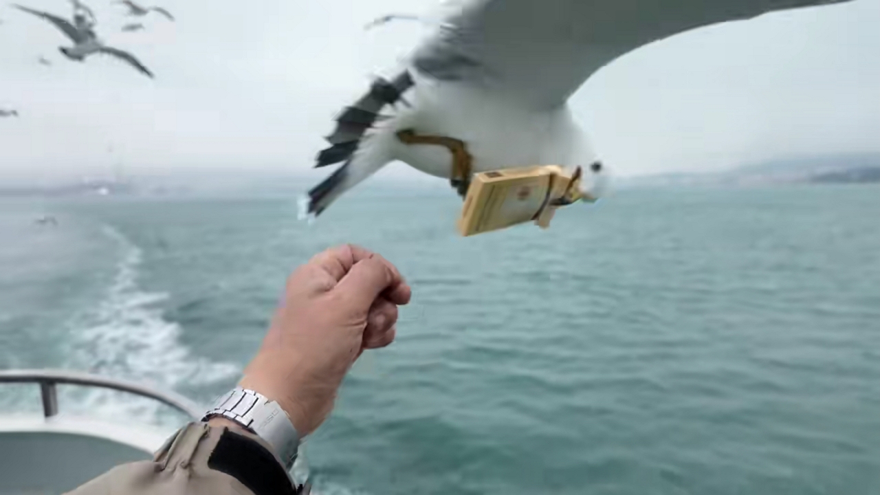 seagull cigarette Seagull snatches cigarette pack from passenger during boat ride in  Shandong, China