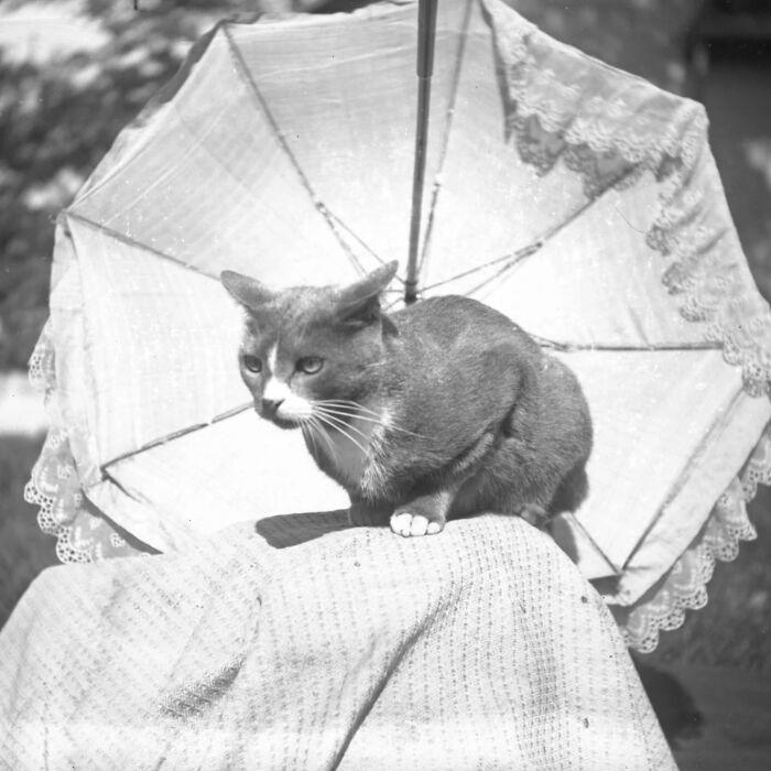 98 historical photos that might change your perspective on cats