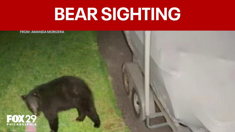 Black bear spotted rummaging through trash in West Vincent Township