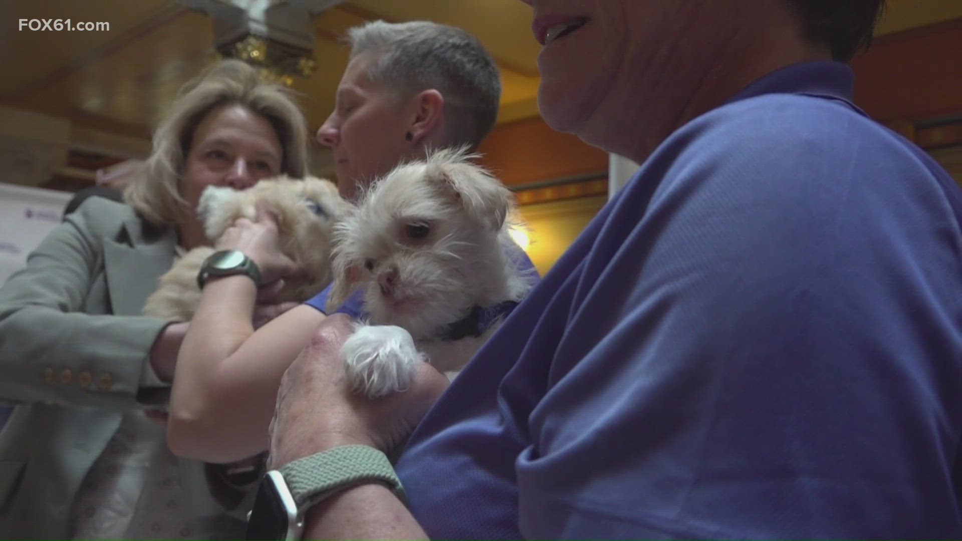Domestic violence animal rescue bill proposed