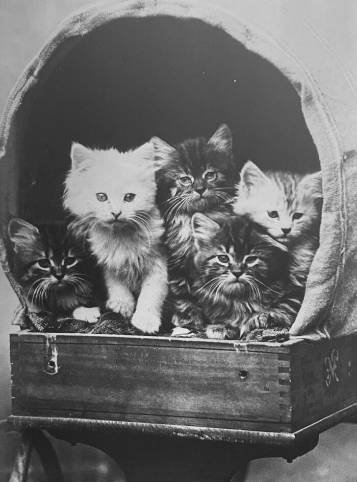 98 historical photos that might change your perspective on cats