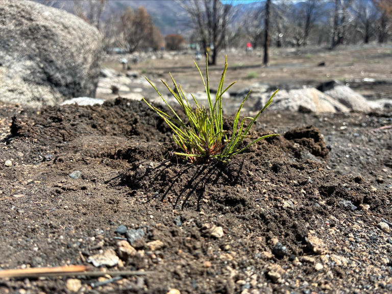 Restoration continues on Forsyth Fire burn scar as Forest Service ...