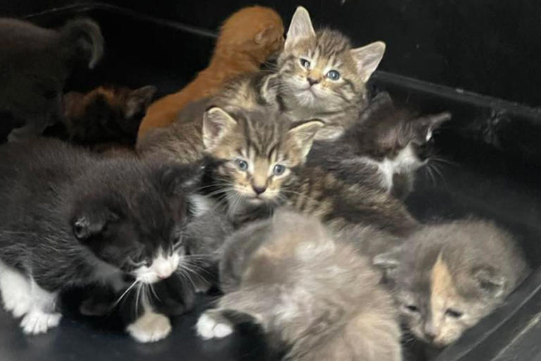 130 cats, including 62 kittens less than 5 weeks old, rescued from a ...