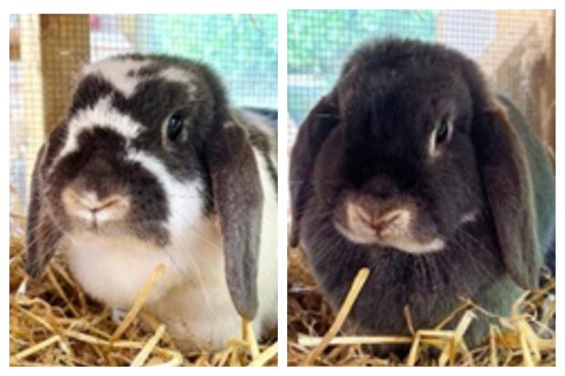 Two rabbits named River and Ripple at Welsh sanctuary to be rehomed