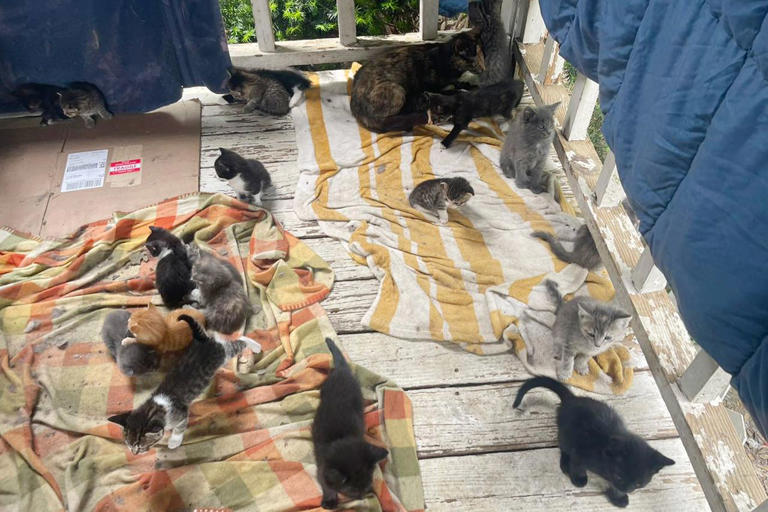 130 cats, including 62 kittens less than 5 weeks old, rescued from a ...