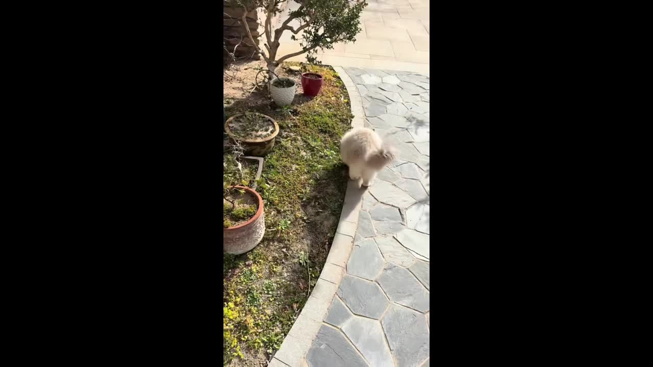 Ragdoll cat slips and falls into pond in Shanghai, China