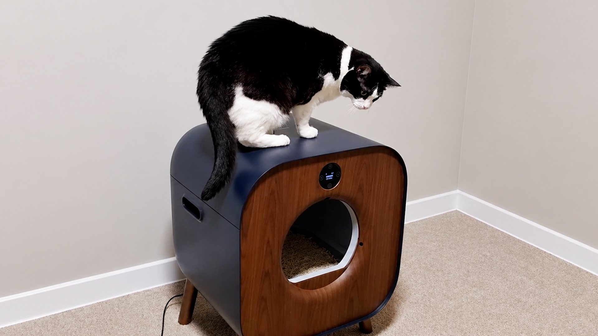 Cat denkt dat deze vreemde doos een TV is