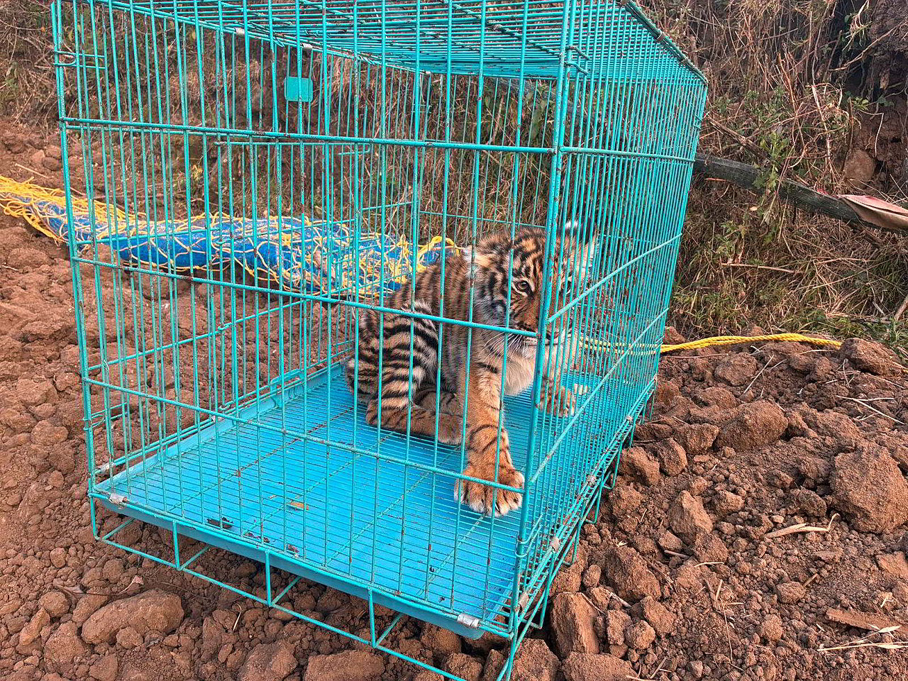 Tiger cub rescued near Muthinada forest in TN