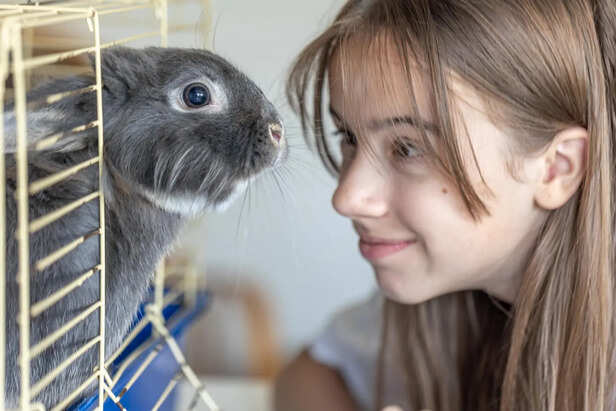 10 smartest animals that will shock you