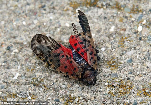 Plague of spotted lanternflies set to invade parts of the US by the ...
