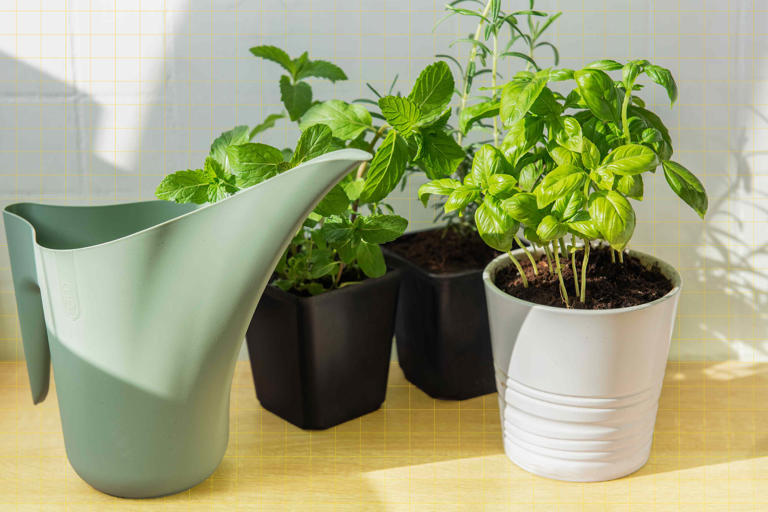 How to keep your supermarket basil alive this summer, according to a ...