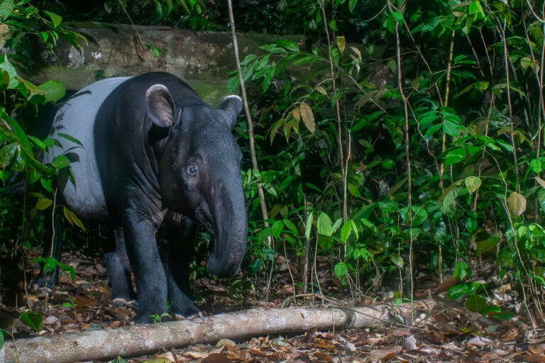 On World Tapir Day, data gaps cloud future of Malaysia’s tapirs