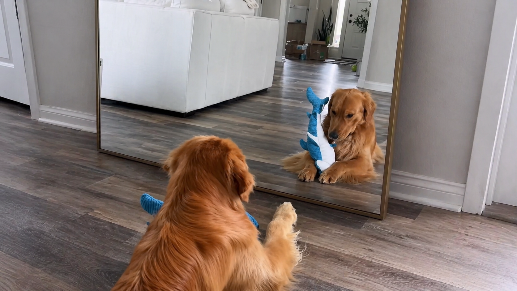 My dog found another dog at home