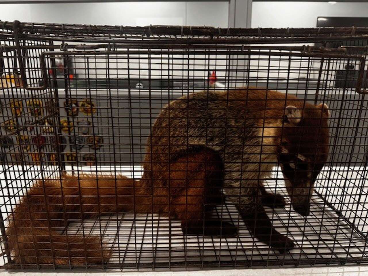 Unusual visitor found near Texas road turns out to be rare native species