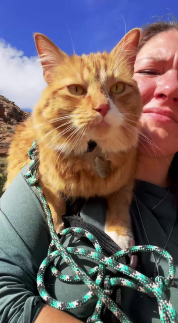 This hiking cat knows exactly how to get carried