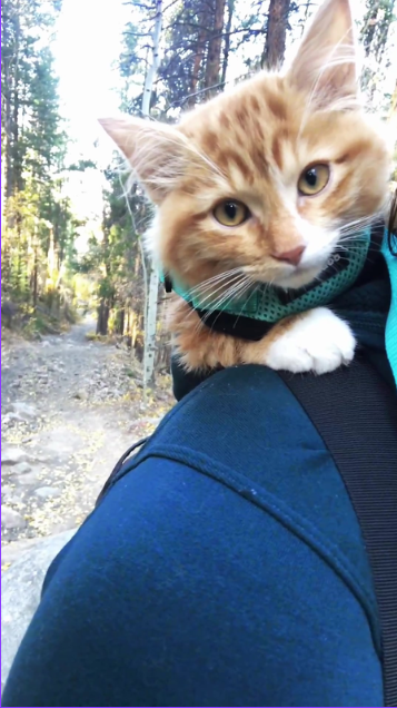 Is this cat broken or just being extra adorable?