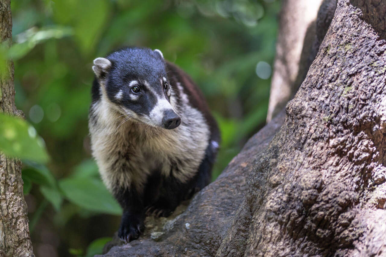 Unusual visitor found near Texas road turns out to be rare native species