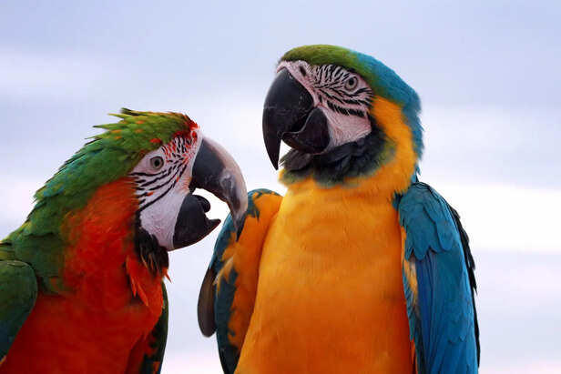 10 genius birds that mimic human speech perfectly