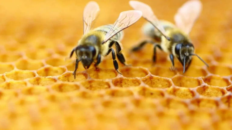 Bees can count up to? New study reveals the big math skills of the tiny ...