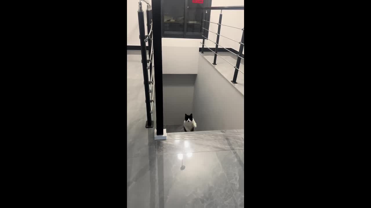 Cat skillfully climbs and balances on stair railing in Zhejiang, China