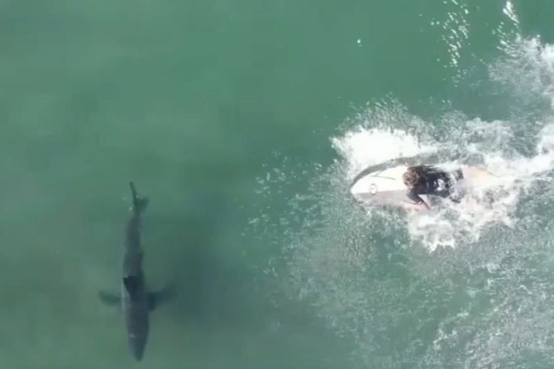 Great white sharks gather off California coast as soaring temperatures ...