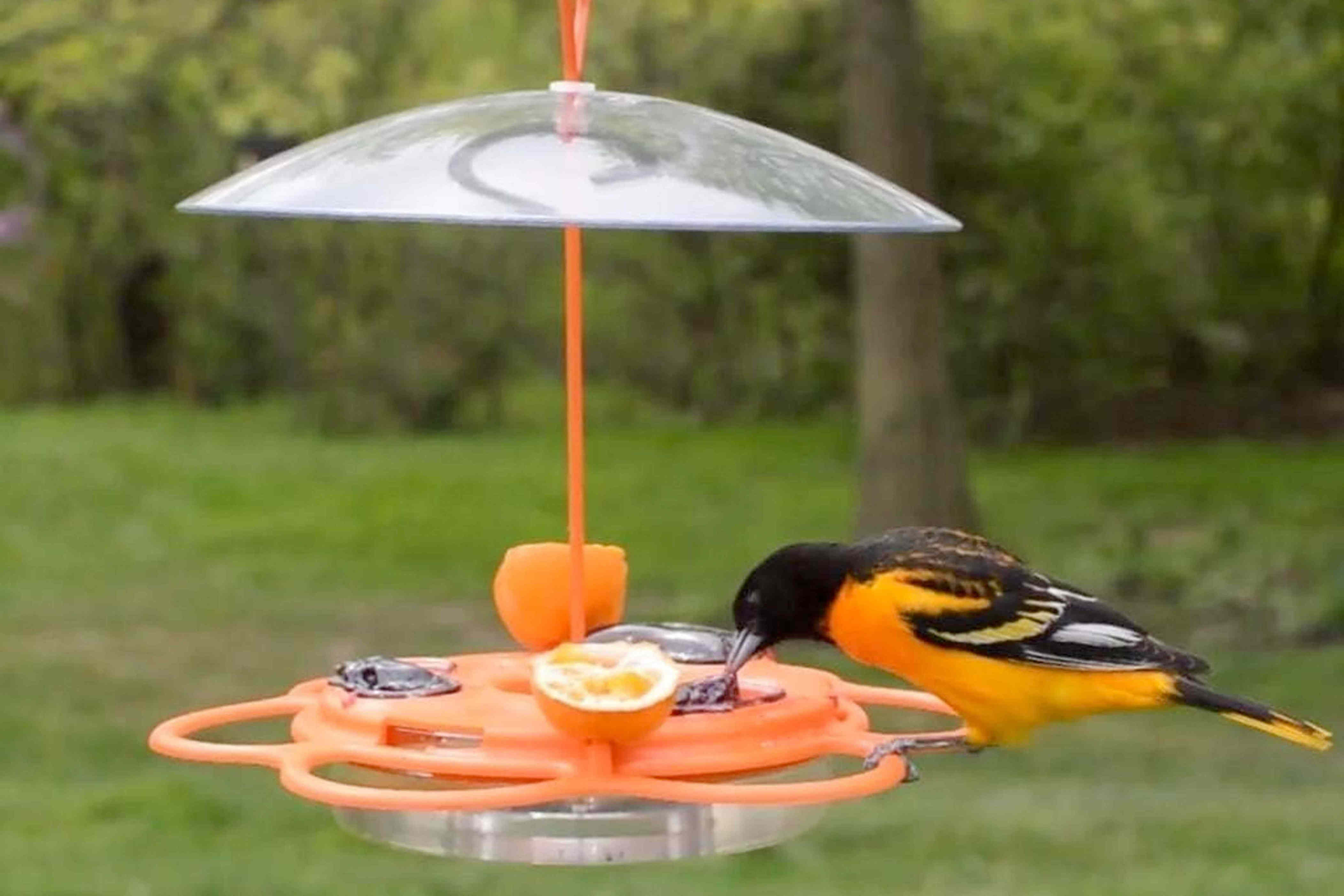 Amazon’s best-selling bird feeders will bring hummingbirds, orioles