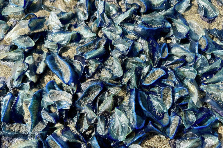 Why thousands of blue sea creatures are suddenly appearing on ...