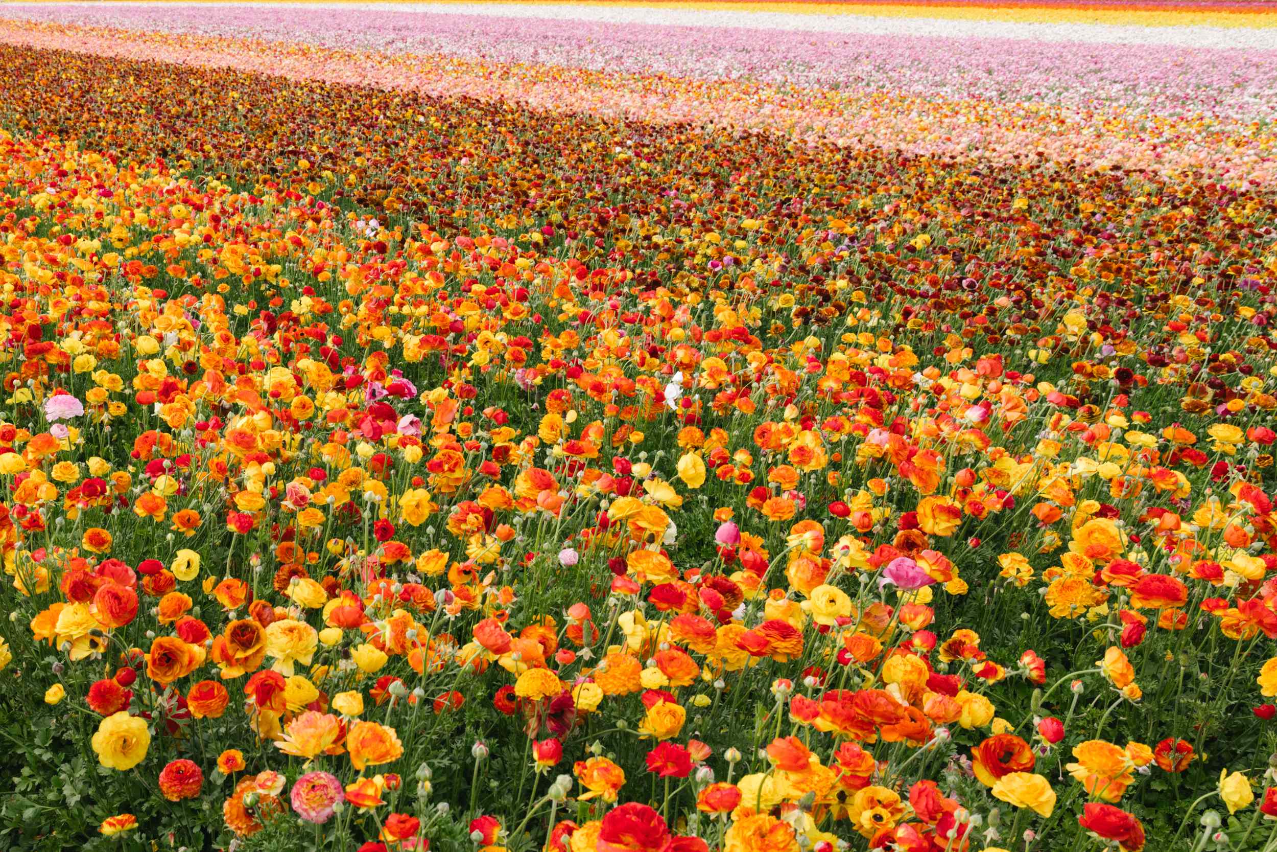 The no. 1 secret to leveling up your gardening game, according to a pro ...