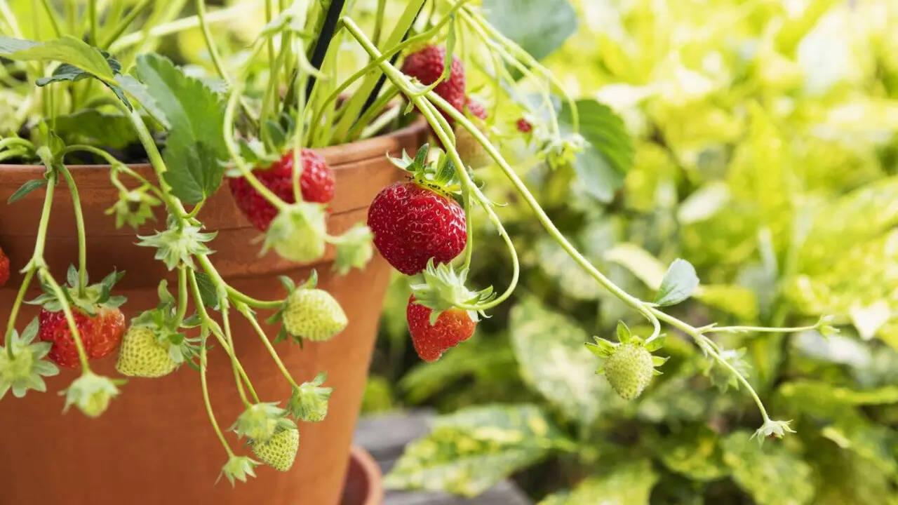 Top 10 fruits you can grow in the UK climate (even in small spaces)