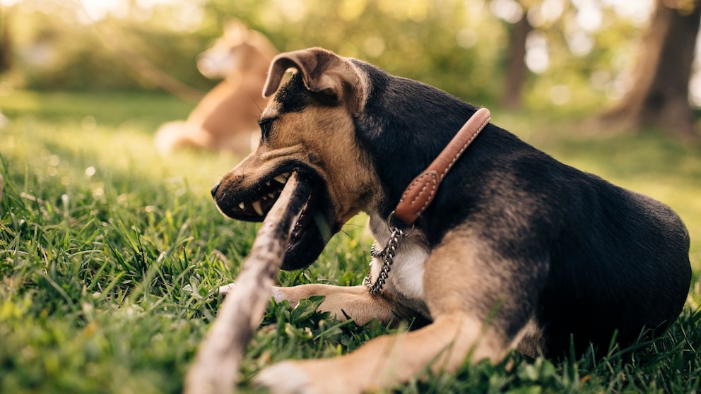 Curated visual reference: Visual Reference: Your Dog Eats Wood When It Becomes Dangerous