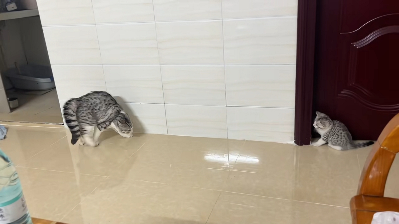 Cat gets distracted by its own tail!