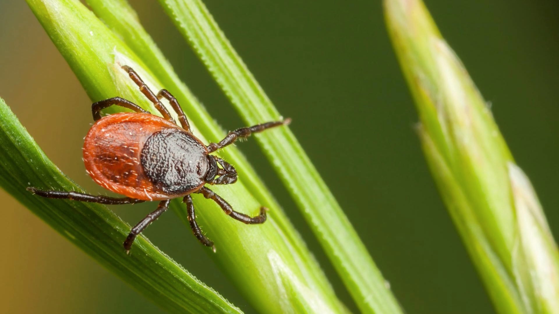 【ダニ対策】夏前に確認! やりがちな間違いと正しい確認方法