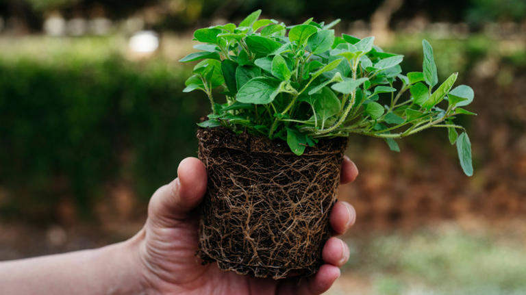 9 best herbs you should be planting in May