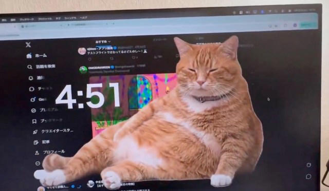 Scroll too long on this browser and a large orange cat pops up onscreen