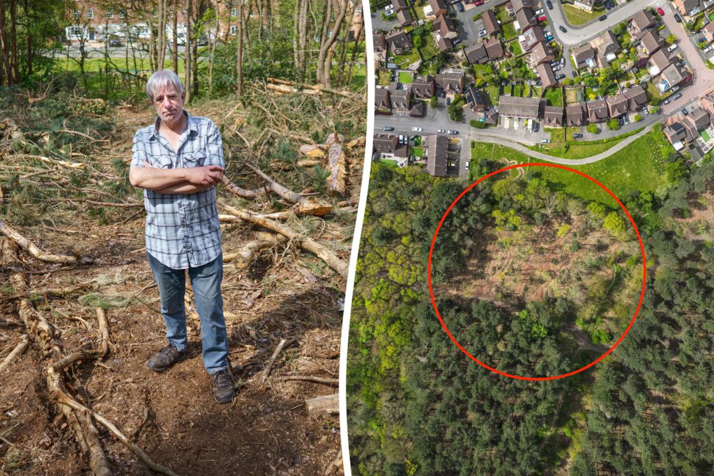 Fury as protected trees chopped down in Sherwood Forest