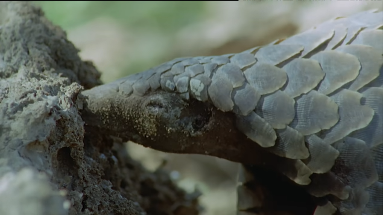 Watch a mammal with zero teeth dominate its prey - 