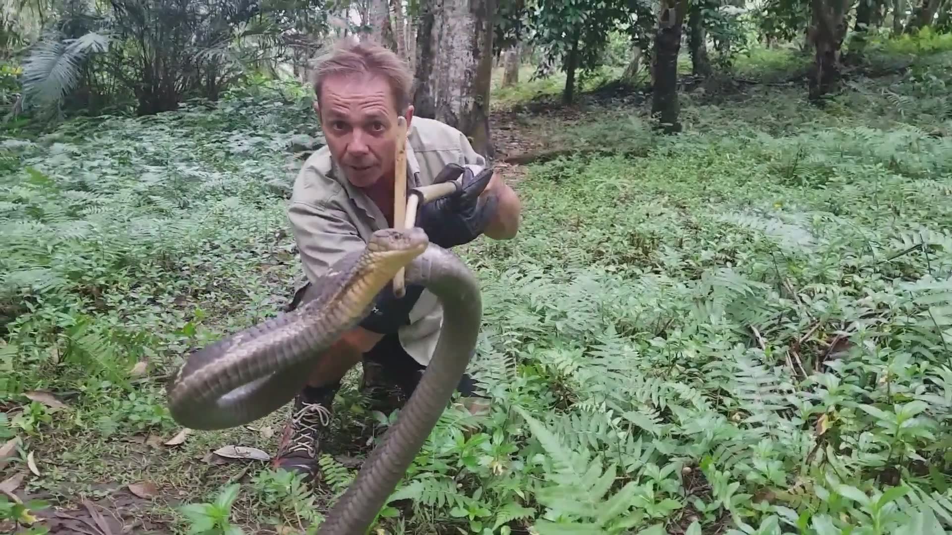 Encountering massive king cobra caught on camera during field research