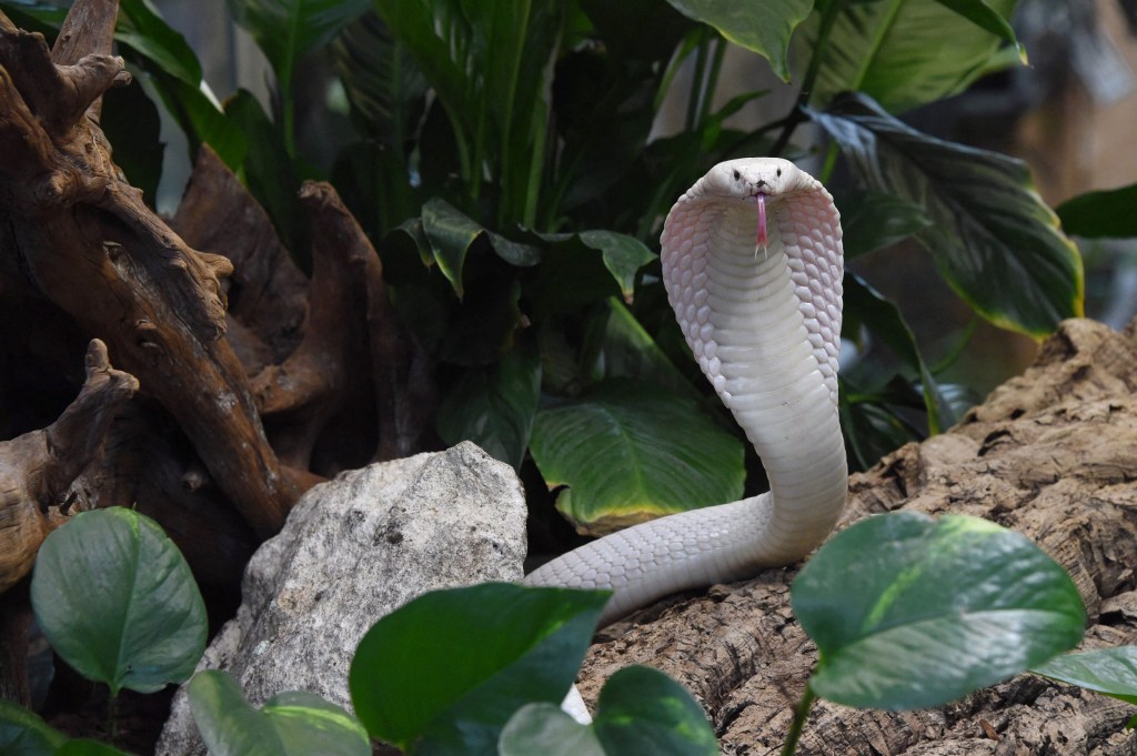 Tourist killed after cobra slithers up his trouser leg during 'snake ...