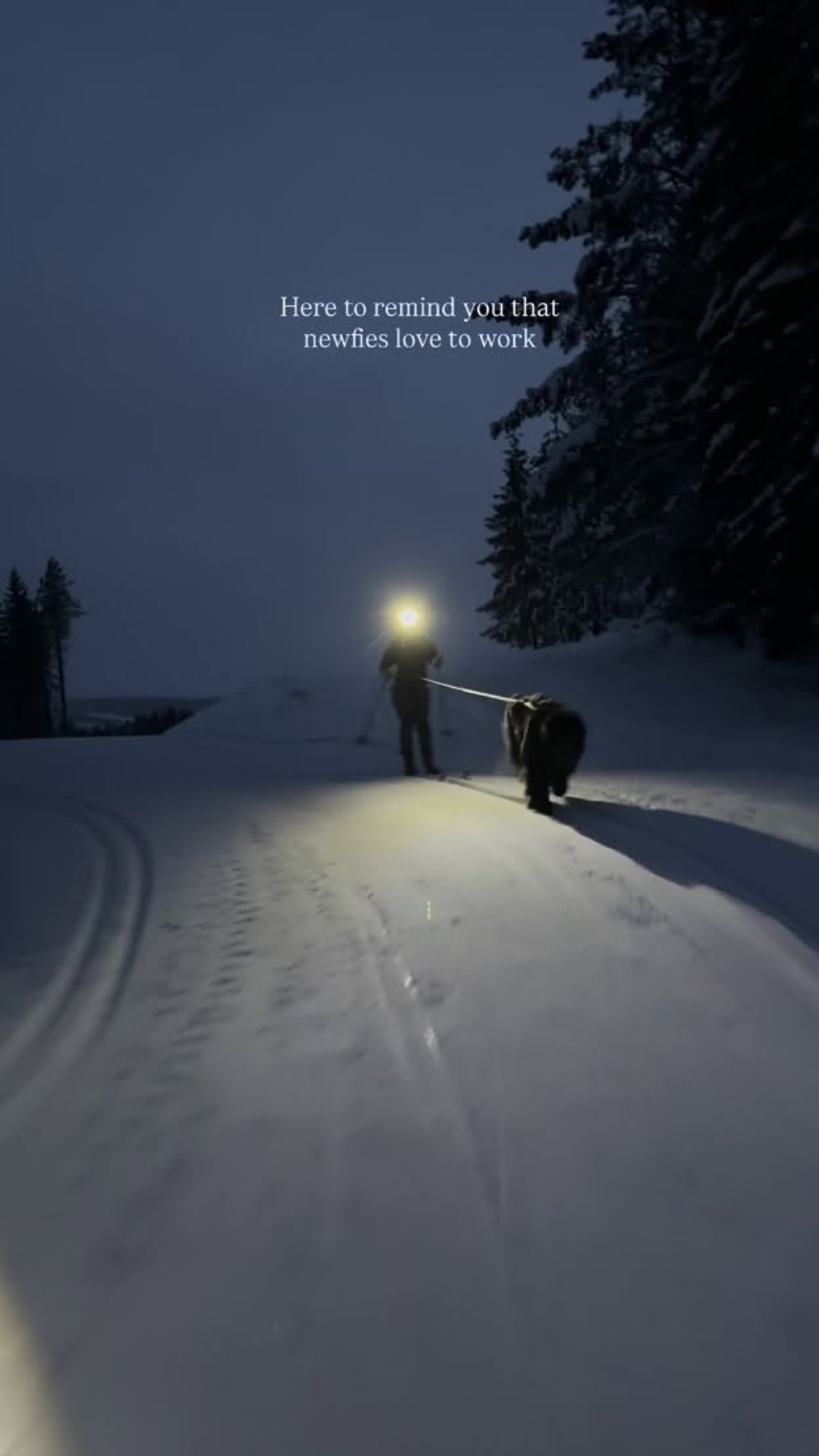 Why Newfoundland dogs excel in work and endurance tasks