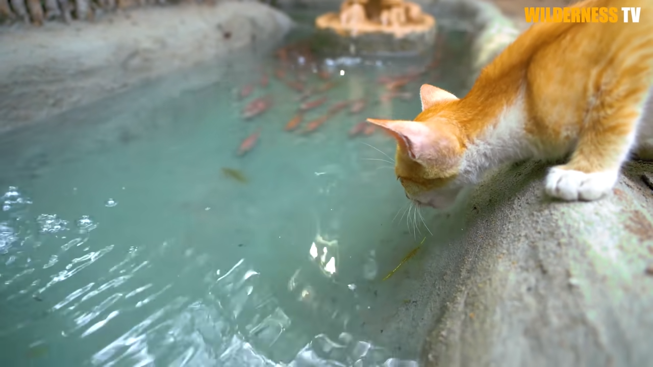 Watch rescued cat explore its bamboo house and fish pond – so happy